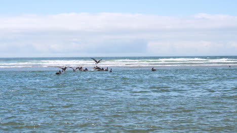 Vista-De-ángulo-Amplio-De-Pelícanos-Marrones-Alimentándose-En-Olas-Poco-Profundas-De-Cannon-Beach,-Oregon