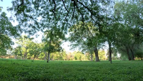 Forest in the green place that loves and lives