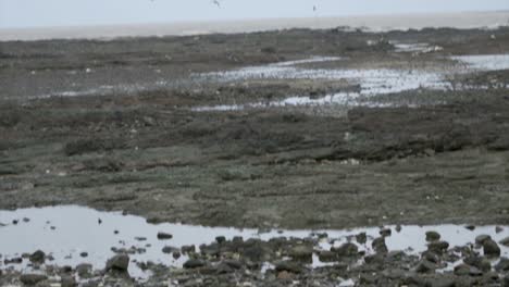 beach-pollution-in-Carter-road-mumbai-india-closeup-shot