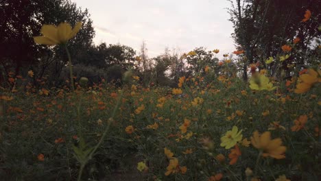 Natürliche-Landschaftsansicht-Des-Grünen-Feldes-Mit-Vielen-Gelb-orangeen-Blumen-Mit-Hintergrund-Des-Tropischen-Regenwaldes-Unter-Dunklem-Sonnenunterganghimmel-Im-Frühling-Sommerzeit