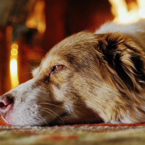 the dog is dozing on the floor near the fireplace close-up 1