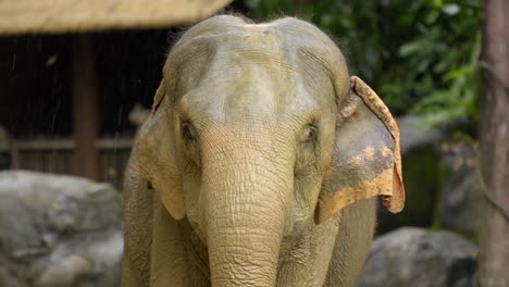 asian elephant close up head front shot during raining singapore zoo