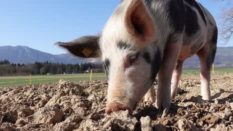 tracking close up of young pink pig with black dots looking for food in soil farmland during blue sky and sunlight