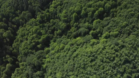 drone mirando hacia abajo en el espeso bosque