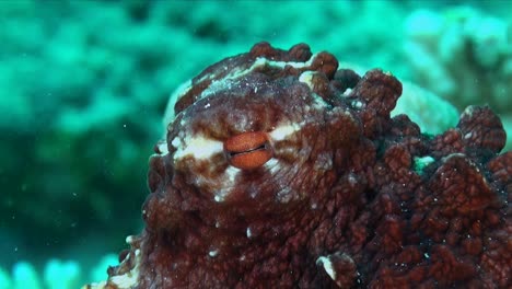 Reef-octopus-super-close-up-shot-of-its-eye