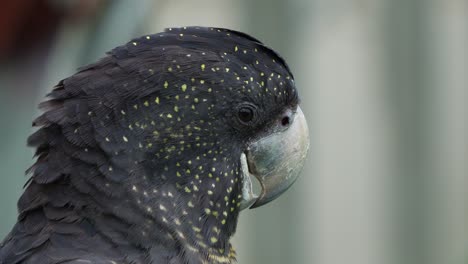 Primer-Plano-De-La-Cabeza-Que-Captura-Una-Cacatúa-Negra,-Calyptorhynchus-Banking-Con-Pico-Robusto,-Haciendo-Un-Sonido-De-Clic-Con-Su-Lengua