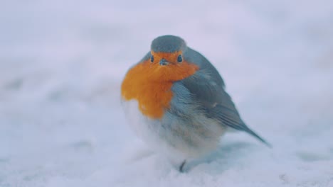 european robin in snowy ground, veluwe national park, netherlands, close up