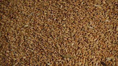 wheat grains move into the machine in a flour factory