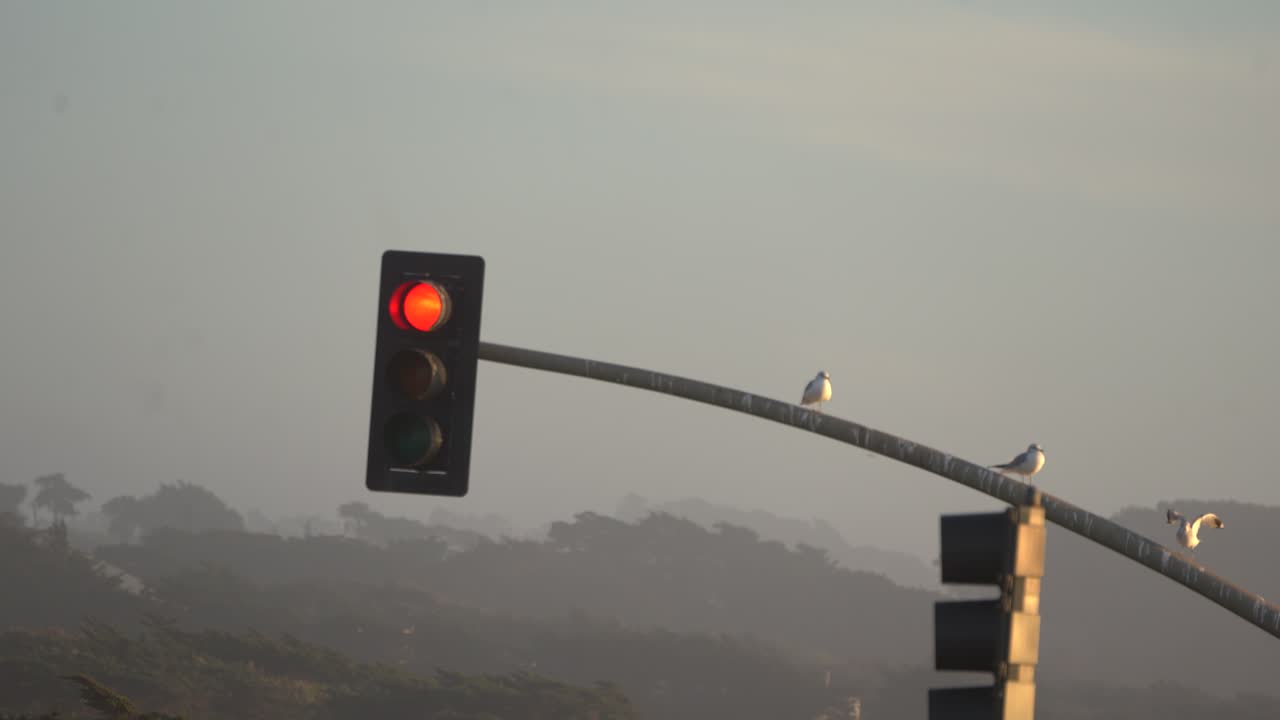 pájaros de gaviota en un semáforo en la playa