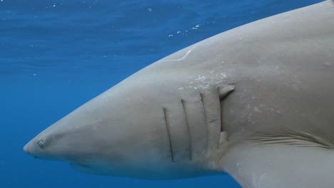 Primer-Plano-De-Tiburón-Limón-Muestra-Dientes-Y-Elegante-Cámara-Lenta-De-Belleza