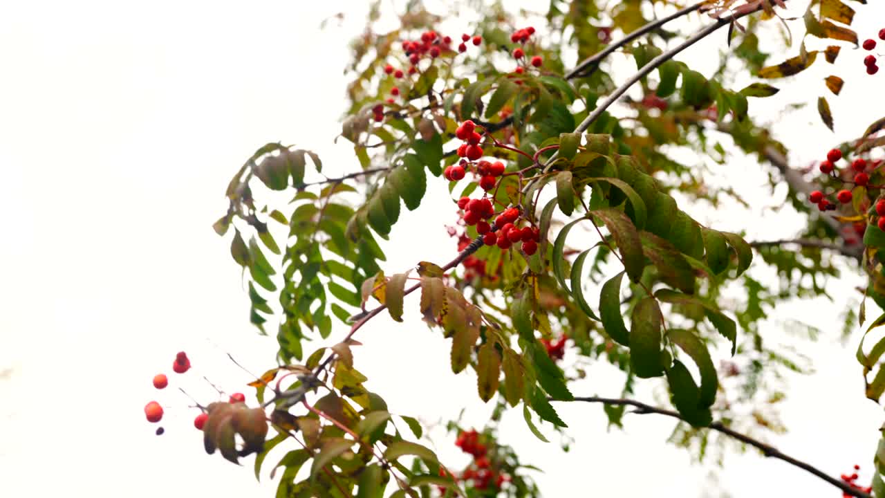 Green and yellow leaves and red ripe berries on the branch of the mountain ash are swaying in the wind under the autumn sky.