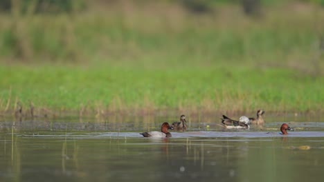common pochard and comb duck in wetland