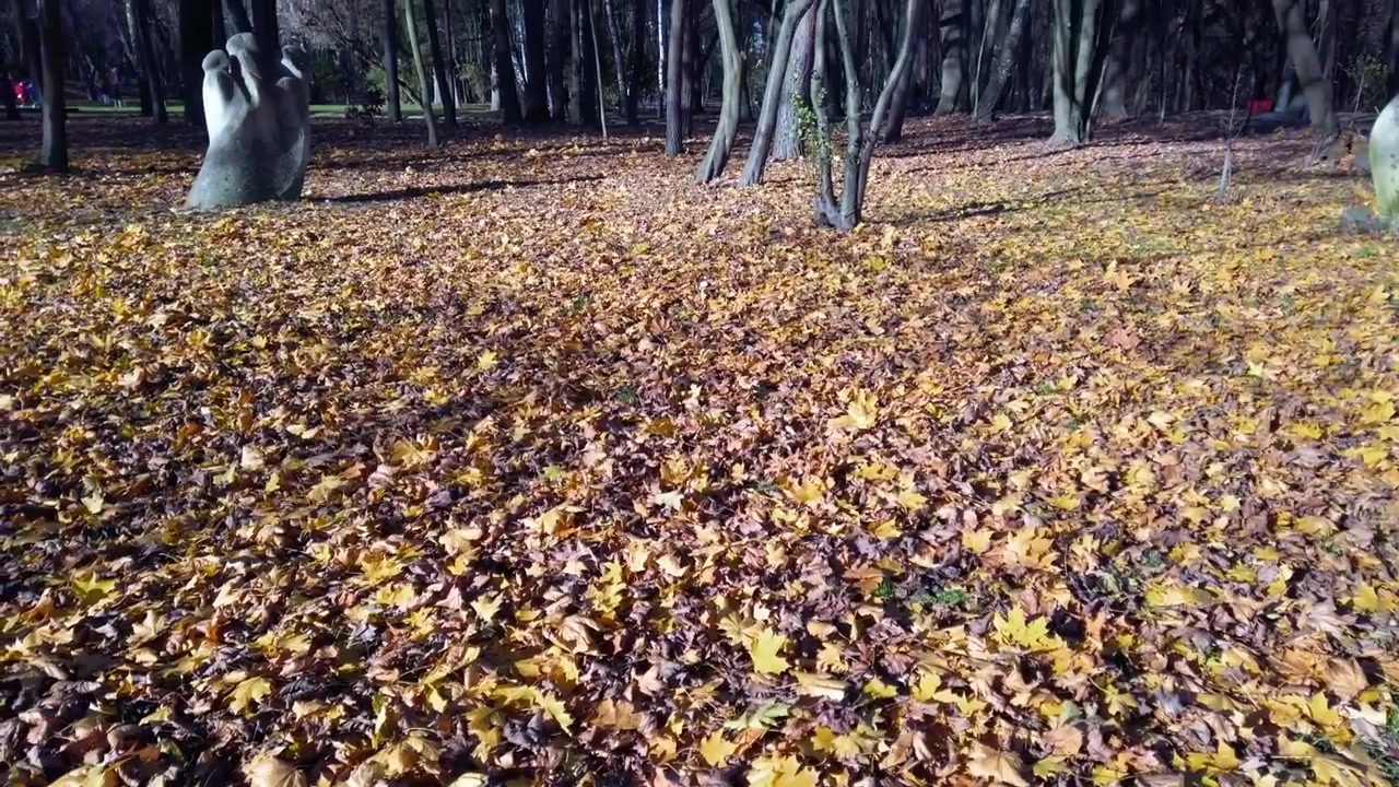 Hojas de otoño caídas en el parque