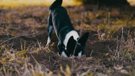 playful dog digs a hole in the garden