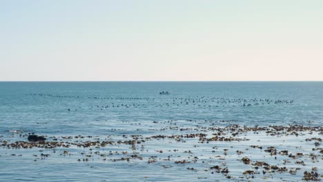 the camera follows a large flock of birds flying over the ocean