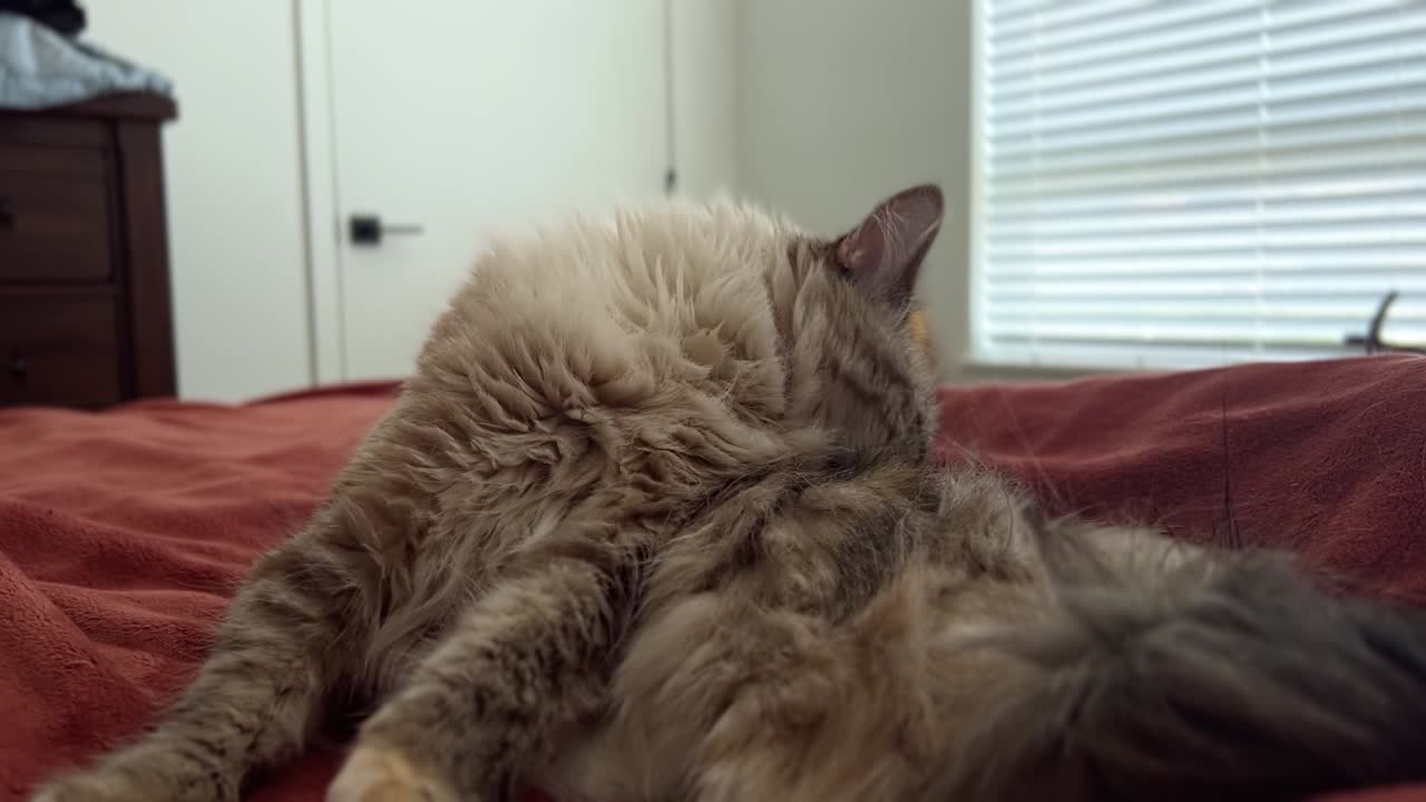 Close up shot of a happy beautiful grey long hair adult female ragdoll cat grooming itself on top of its owner's bed in an apartment