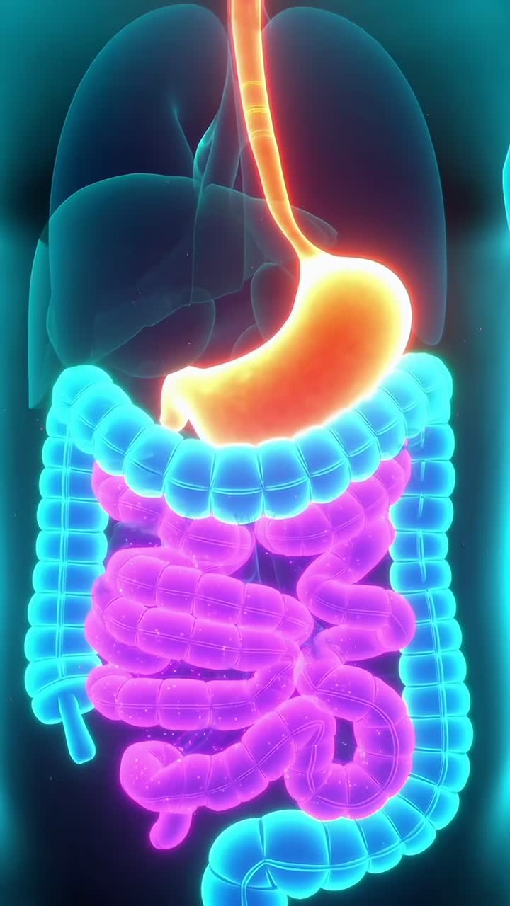 Un'animazione video 3D vivace del sistema digerente, vista da un'angolazione frontale