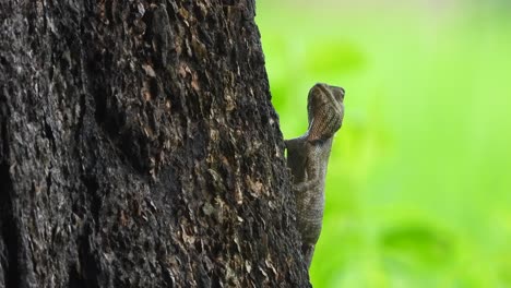 Eidechse-Im-Baum-Auf-Der-Suche-Nach-Nahrung-–-Grün