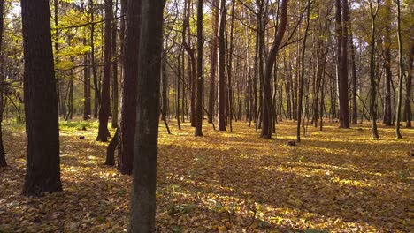 moving through autumn forest