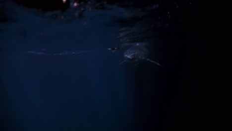 Great-White-Shark-at-night-Neptune-Islands-South-Australia-4k-75fps