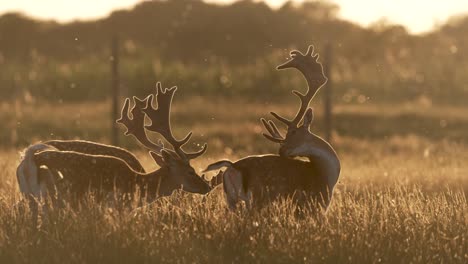 three fallow deer bucks in grassland meadow