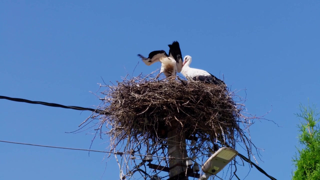 Close up shot captures two wild white storks tending to nest on top of utility post. One bird spreads wings under bright sun and blue sky with peaceful natural mood.