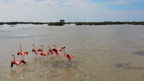 vista aérea de 4k de un grupo de pájaros flamencos rosados brillantes en su hábitat natural en yucatán, méxico