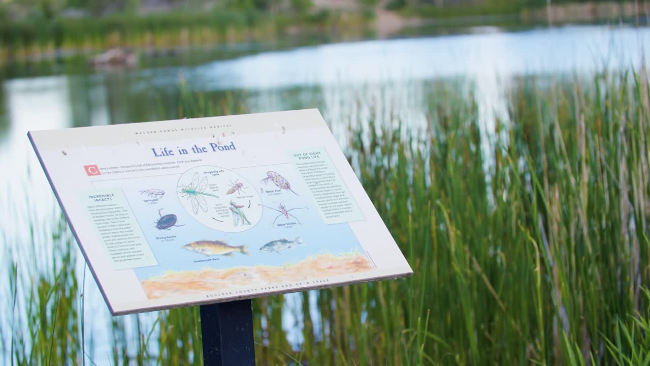 un cartel informativo que explica la vida en el estanque en walden ponds