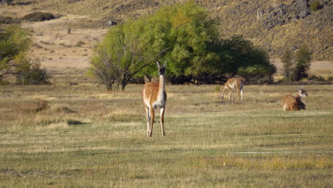 Guanacos-En-El-Parque-Nacional-Patagonia,-Chile