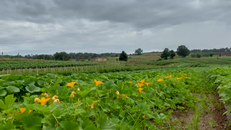 lapso de tiempo en plantas y flores de calabacín mientras las nubes se mueven