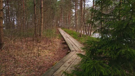 natural forest growing with wooden pathway in middle, dolly forward