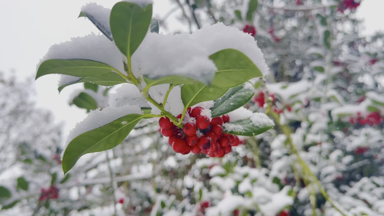 Um ramo de azevinho com frutos vermelhos balança suavemente em uma leve queda de neve. O fundo com foco suave e as folhas geladas evocam a decoração festiva de inverno e uma atmosfera aconchegante de estação.