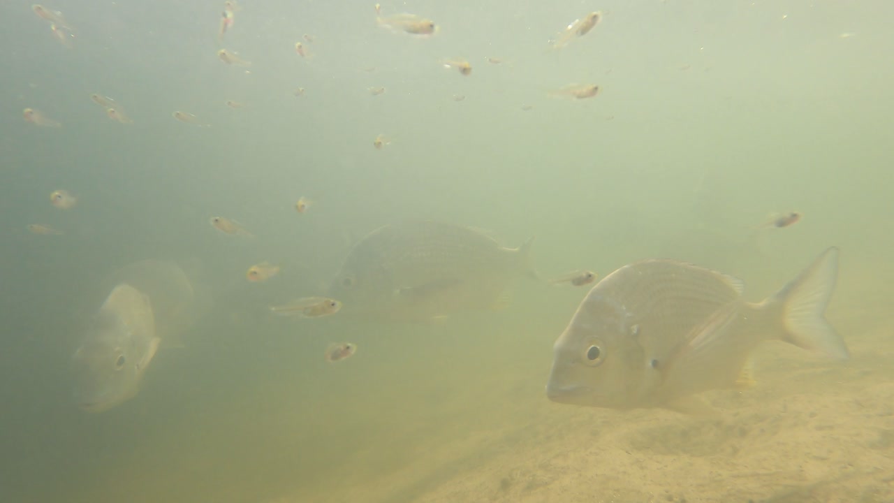 рыбы, плавающие вместе в естественной подводной обстановке
