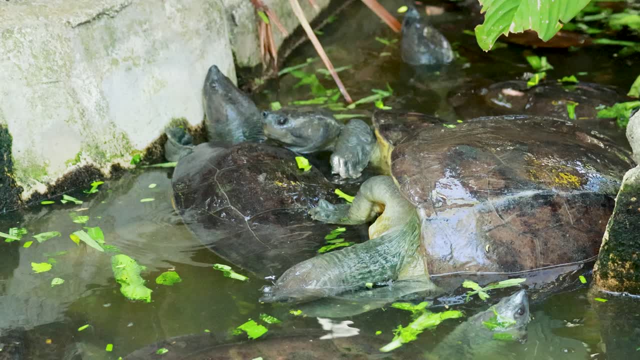 Terrapins interacting in a water-filled environment