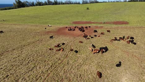 Una-Foto-De-Un-Dron-De-Un-Rebaño-De-Vacas-En-El-Prado-En-Primavera