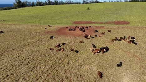 una foto de un dron de un rebaño de vacas en un prado en primavera