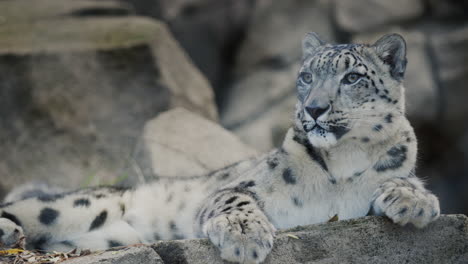 el leopardo de las nieves descansa en las rocas. el leopardo de las nieves es un gran mamífero depredador de la familia de los felinos que vive en las montañas de asia central.