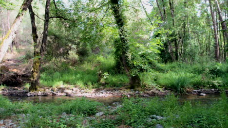 Río-Poco-Profundo-Atraviesa-Un-Bosque-Mediterráneo,-En-Una-Isla-Mediterránea