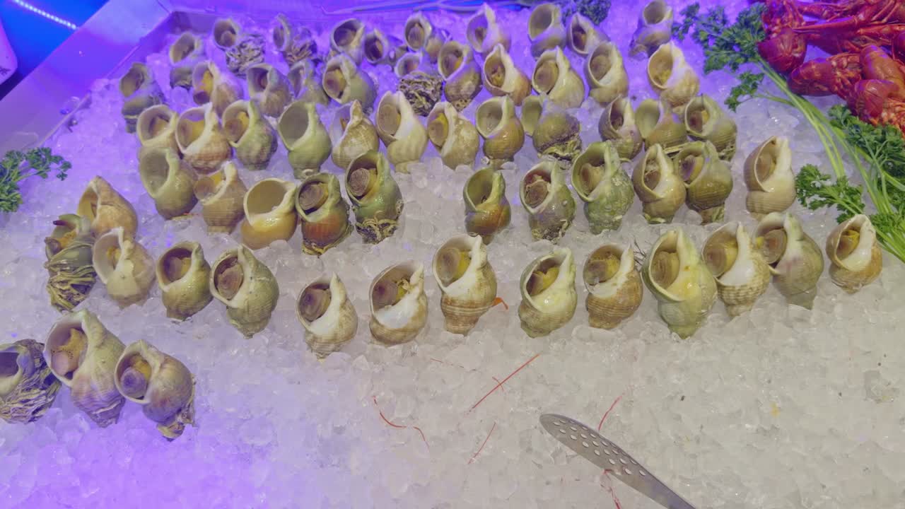 Tilberedte strandsnegle eller konkylier arrangeret på knust is. Frisk skaldyrsfad udstillet i en restaurant eller fiskehandler. Ideel til gastronomi og catering.