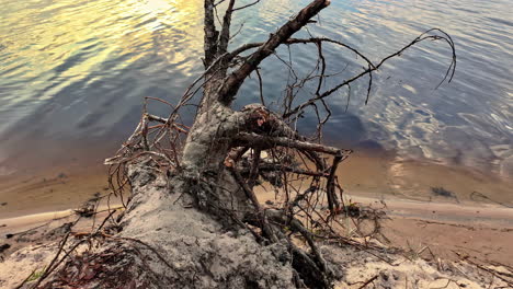 uprooted tree leans on a sandy shore, branches tangled over calm water