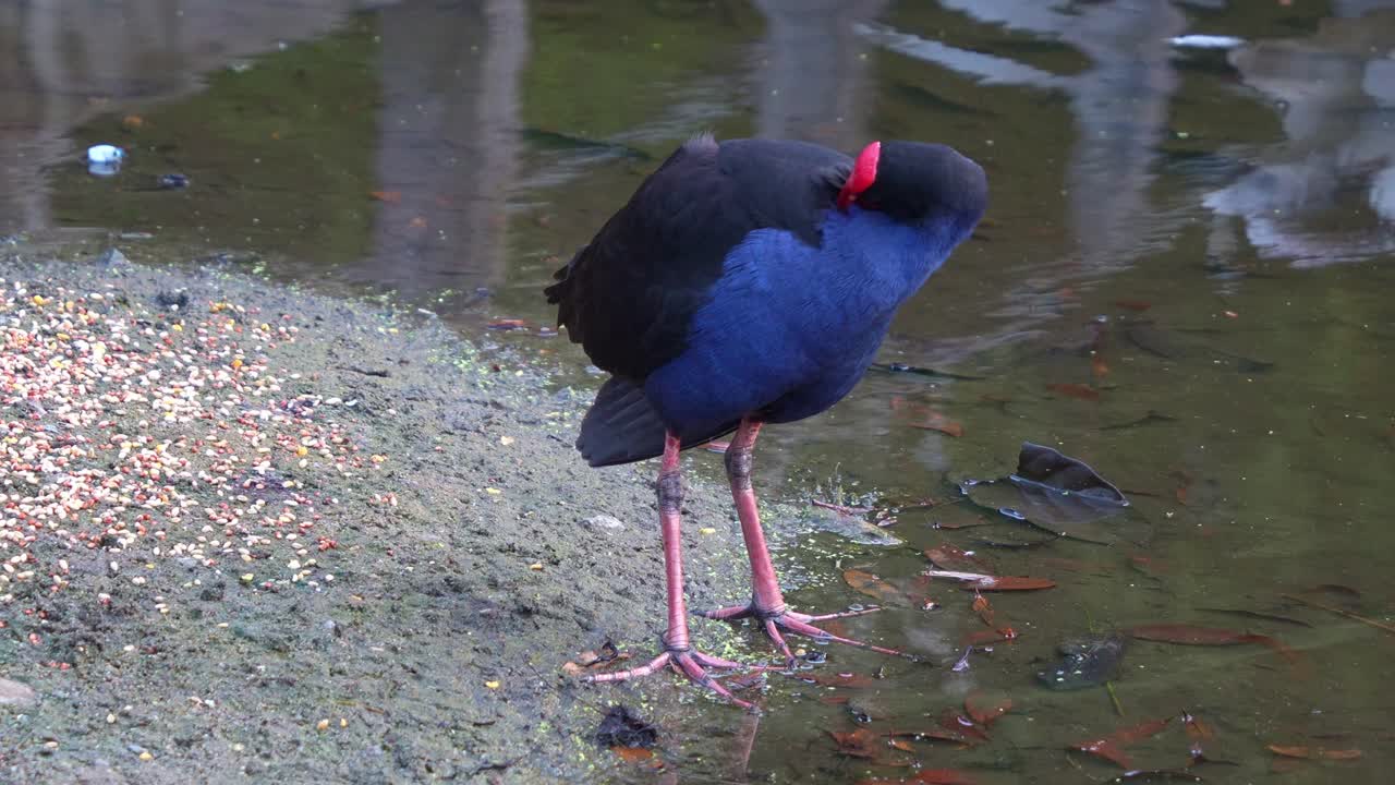 An Australasian swamphen (Porphyrio melanotus) with striking red frontal shield, standing by the lake, preening and grooming its feathers, close up shot