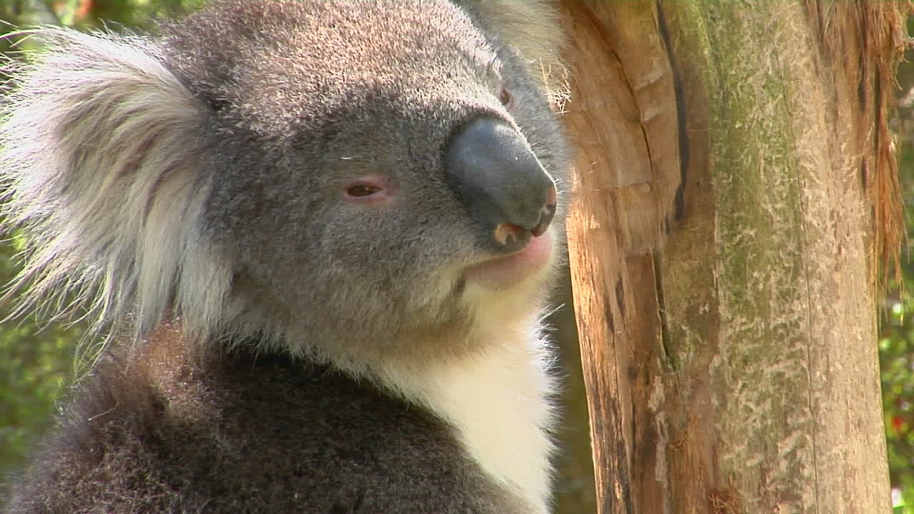코알라가 나무에 앉아 고개를 돌려 주변을 둘러보고 있다