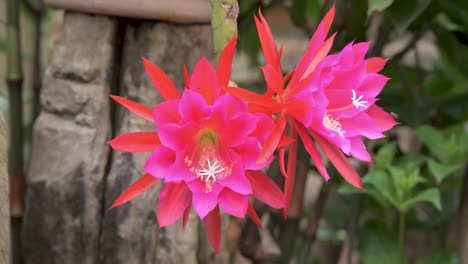 flores de cactus orquídeas cultivadas como planta de jardín ornamental