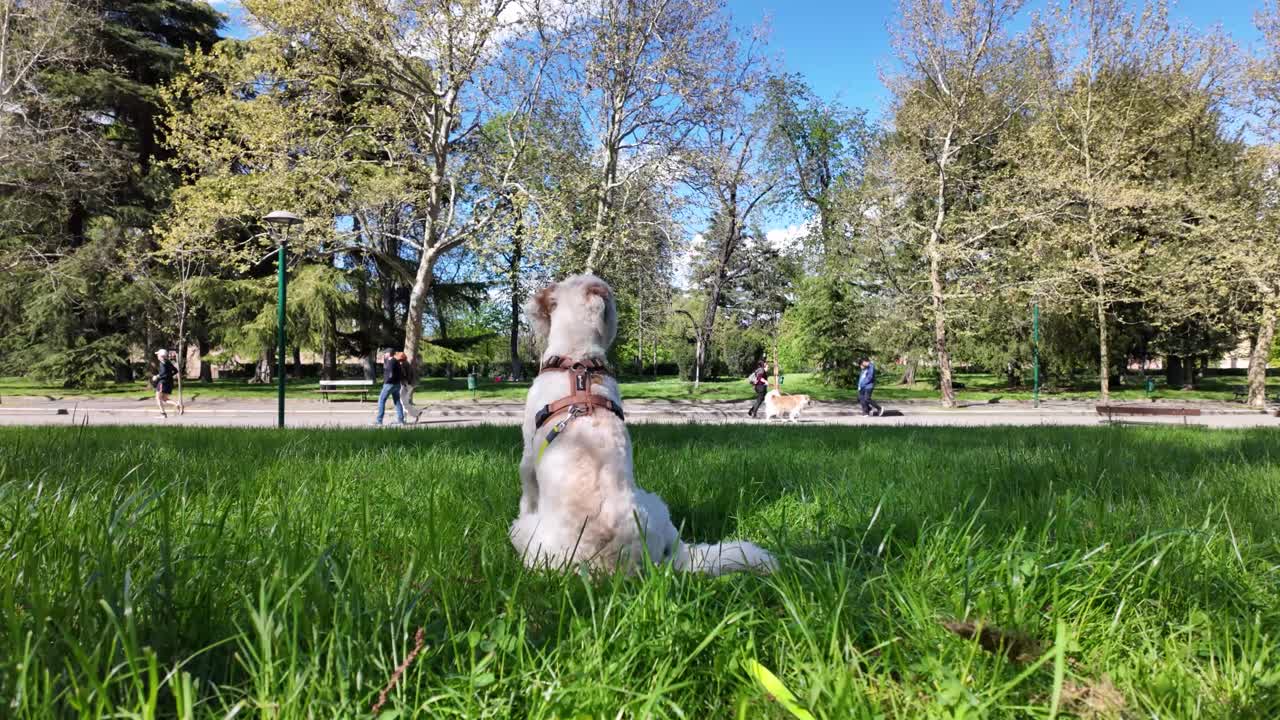 A dog sitting in a sunny park looking at people and other dogs