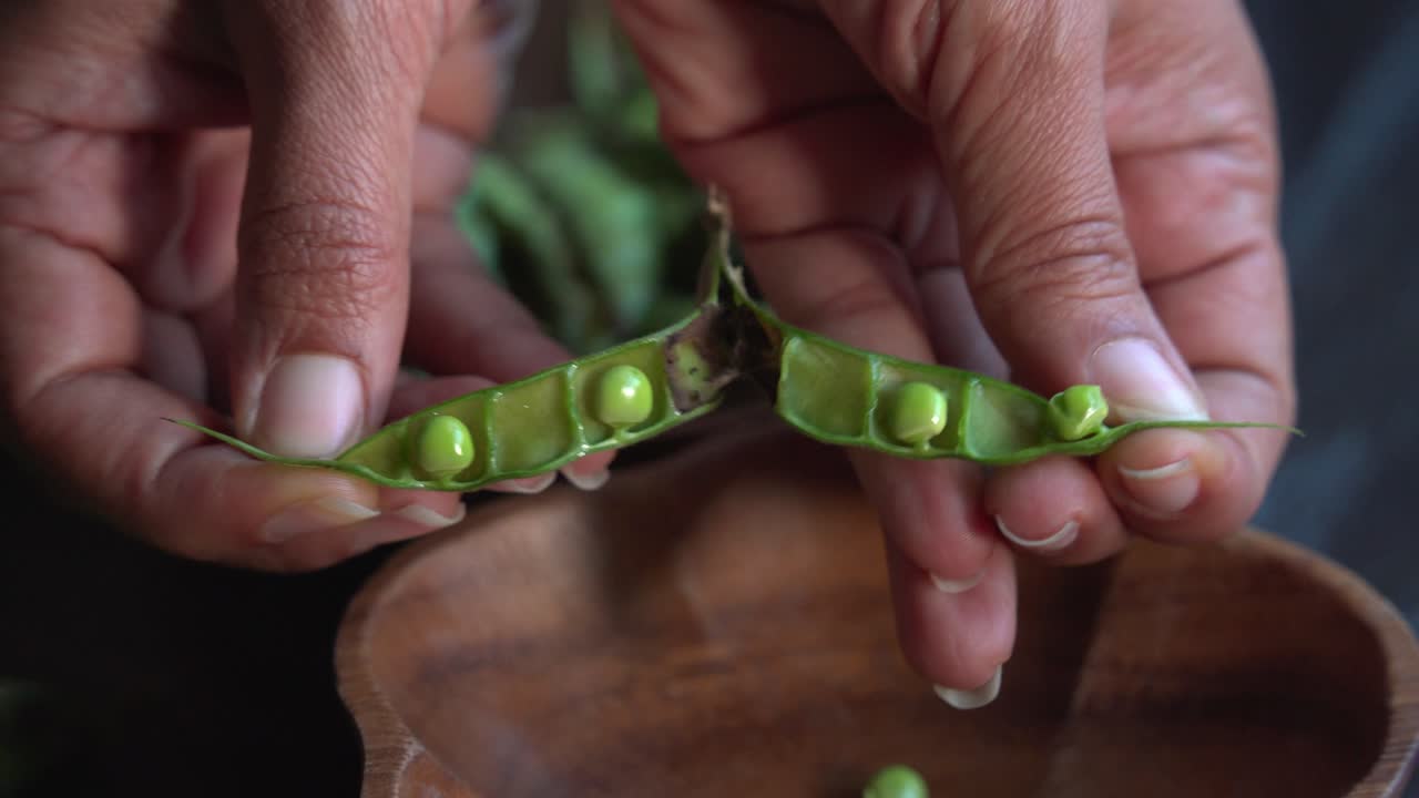 Lady hands opening Gungo pigeon peas on table after being picked from tree healthy green fresh protein cultivation harvested