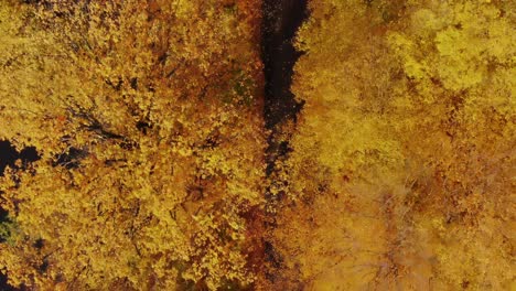 AERIAL-forest-in-amazing-autumn-shades-with-road-hiding-under-treetops