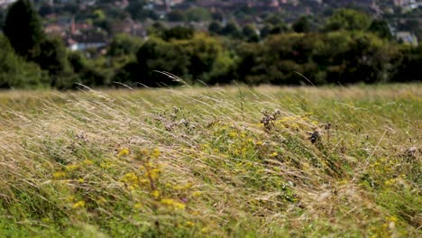 grass swaying in a breezy field