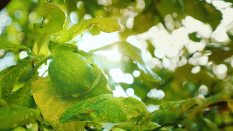 la lima madura en el árbol después de que las gotas de lluvia brillen en las hojas del jardín de cítricos video 4k