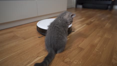 equipo automático que ayuda en el hogar. gatito gracioso de raza escocesa recta de color gris con rayas juega en casa mientras un robot aspirador automático limpia la habitación. electrodomésticos inteligentes