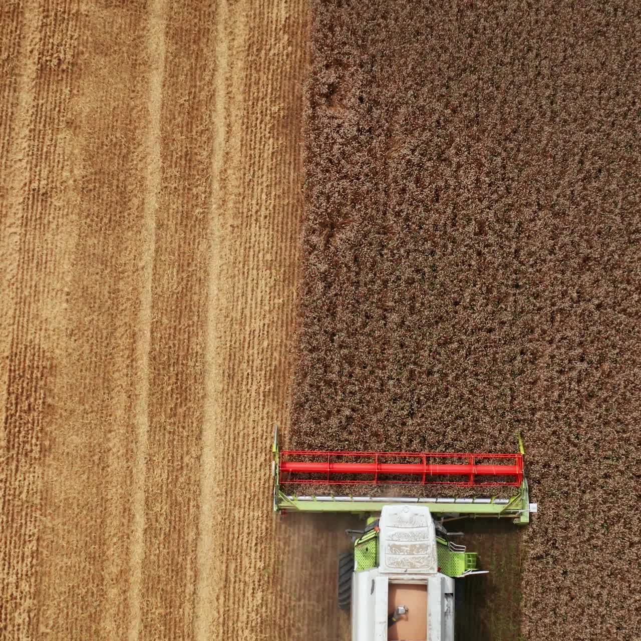 Harvester machine sliding easily by the ripe dry wheat. Aerial perspective on the farmland half-mowed by the combine